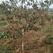 山西運(yùn)城一卓苗木合作社 專業(yè)苗木供應(yīng)服務(wù)商