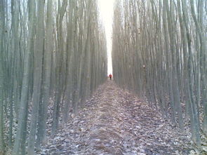 西北地區(qū)主要苗木供應(yīng)與價(jià)格信息