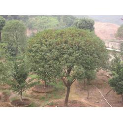 丹桂苗木 批發(fā)、供應(yīng)與廠家選擇指南