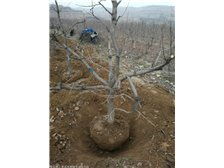 絳縣森之泉苗木種植專業(yè)合作社產(chǎn)品展示