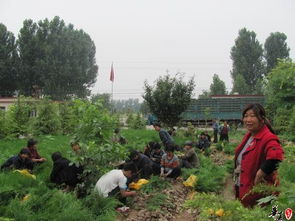 綠化苗木市場(chǎng)概覽 營(yíng)養(yǎng)袋側(cè)柏作為喬木的選擇與報(bào)價(jià)分析