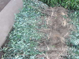 名界園林廠家常年供應(yīng)灌木繡線菊——高品質(zhì)苗木，專業(yè)指導(dǎo)價(jià)盡在農(nóng)苗網(wǎng)