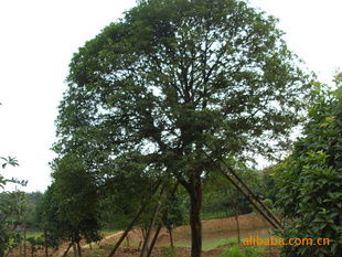 供應(yīng)湖南優(yōu)質(zhì)八月桂苗木，盡在農(nóng)苗網(wǎng)與瀏陽(yáng)林子洲苗圃