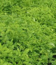 綠化苗木產(chǎn)品與190種苗木圖片信息介紹