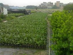 湖南苗木批發(fā)產(chǎn)品展示——走進(jìn)花卉世界網(wǎng)