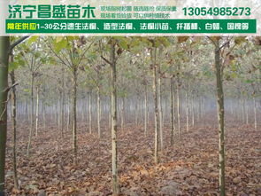 8公分全冠分枝法桐基地價格、廠家信息與苗木圖片介紹