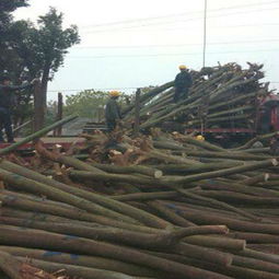 春日植樹正當(dāng)時 選購優(yōu)質(zhì)苗木的五大關(guān)鍵注意事項(xiàng)