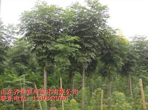 黃河園林的綠色使命 探索日照綠化苗木的生態(tài)與產(chǎn)業(yè)價(jià)值