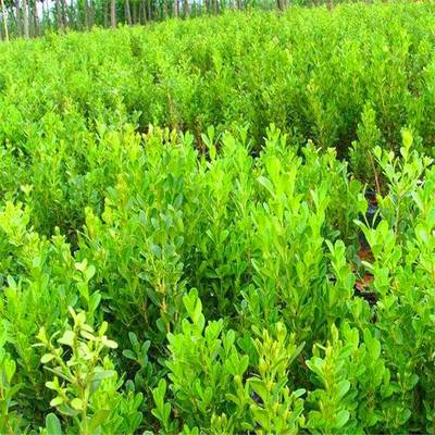 庭院綠化的優秀選擇 瓜子黃楊，四季常青的耐寒綠籬植物